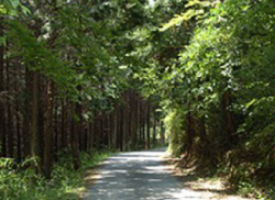 散歩道